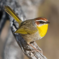 Rufous-capped Warbler
